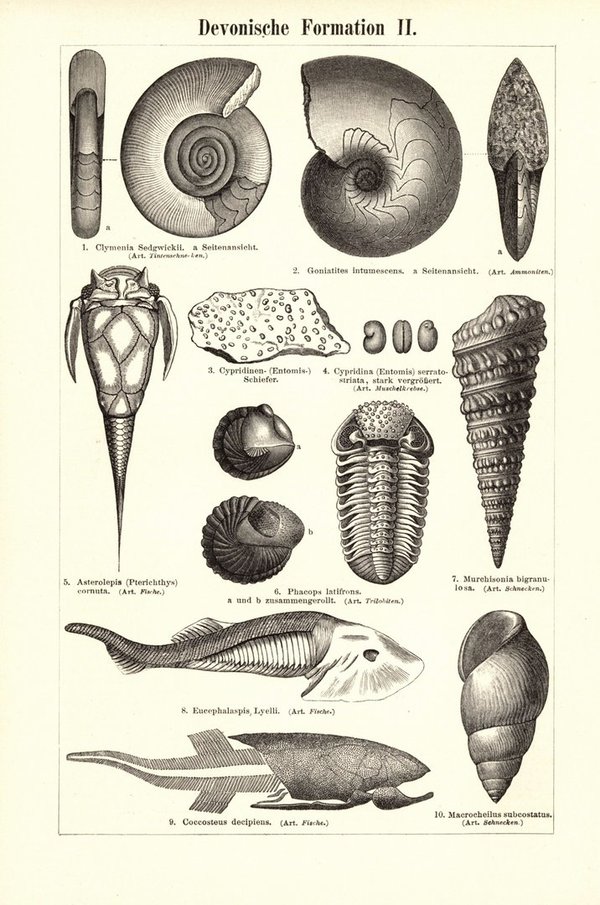Devonische Formation. Buchillustration (Stich) von 1895