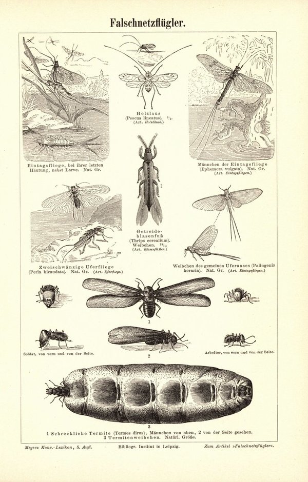 Falschnetzflügler, Insekten. Buchillustration (Stich) von 1895
