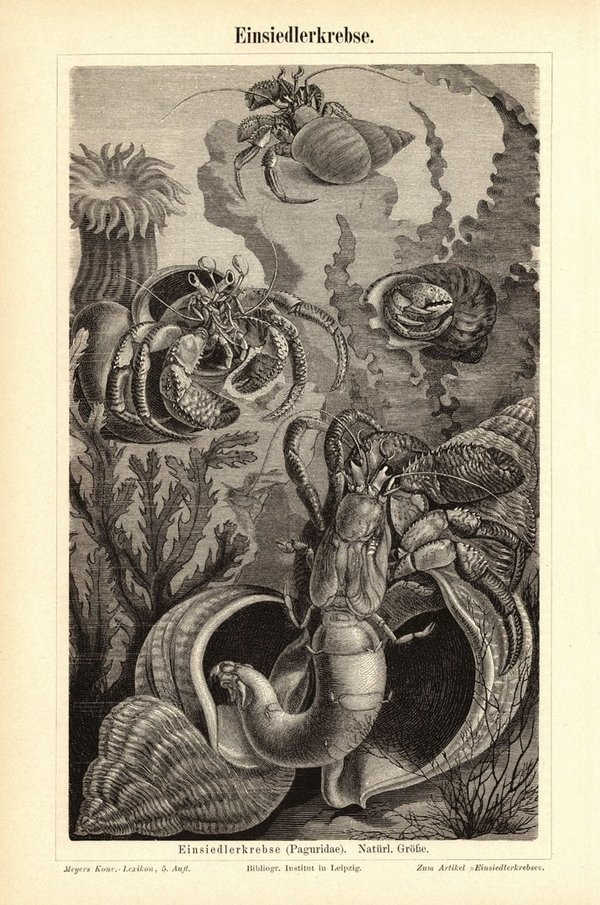Einsiedlerkrebse. Buchillustration (Stich) von 1895