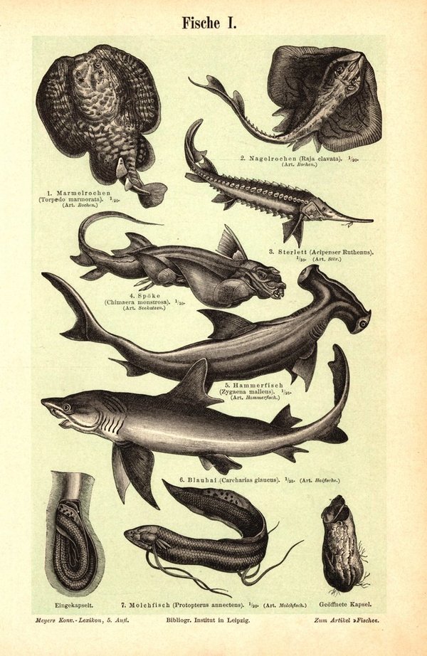Fische I,II. Buchillustration (Stich) von 1895
