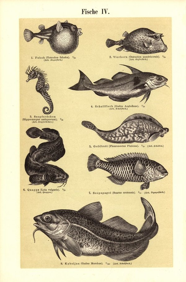 Fische III-IV. Buchillustration (Stich) von 1895