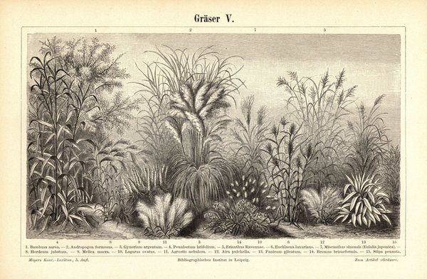 Gräser V. Buchillustration (Stich) von 1895