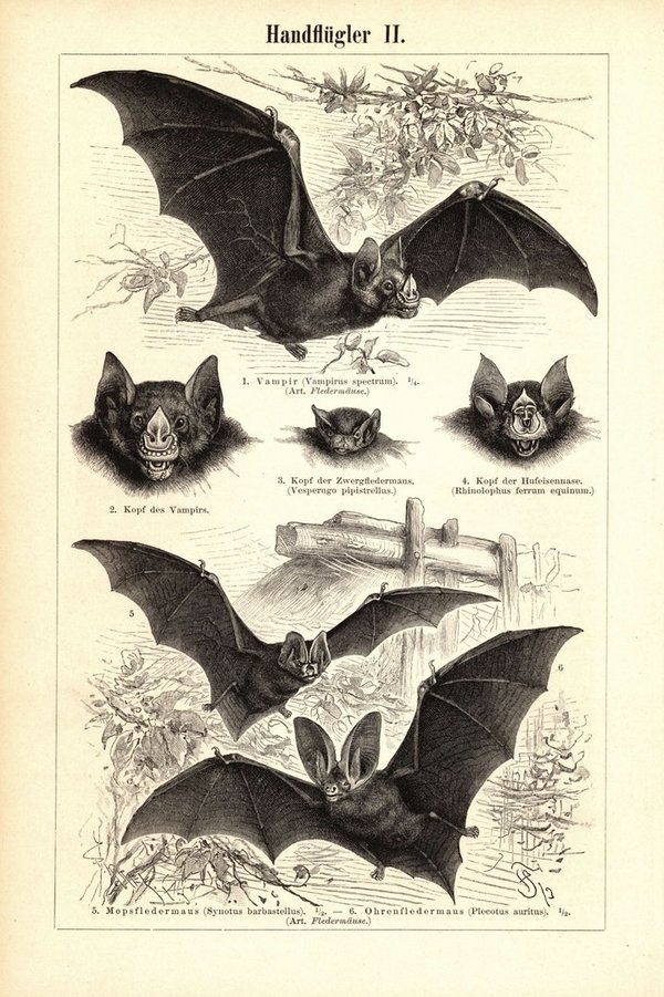 Handflügler, Fledermäuse. Buchillustration (Stich) von 1895