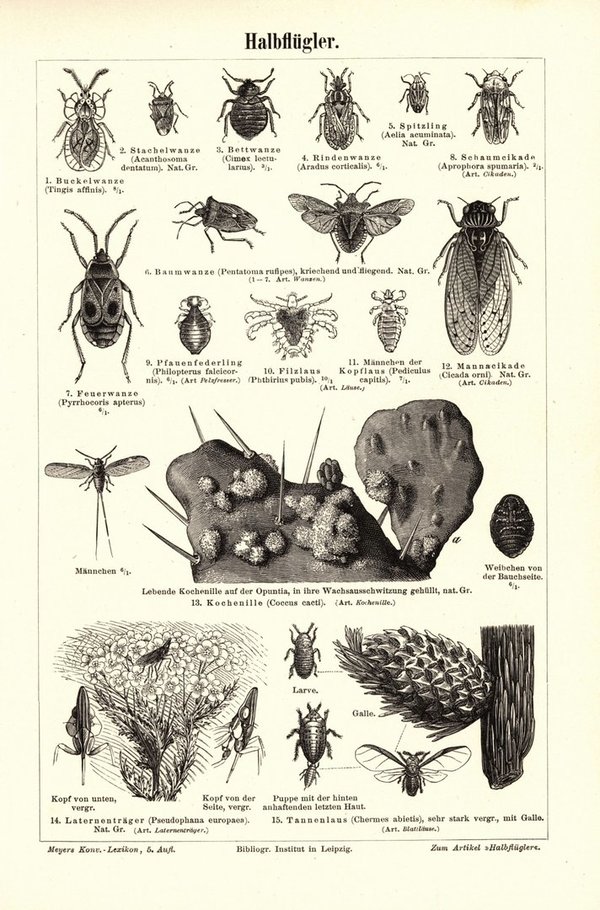 Halbflügler, Insekten. Buchillustration (Stich) von 1895