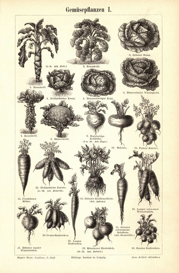 Gemüsepflanzen I-II. Buchillustration (Stich) von 1895