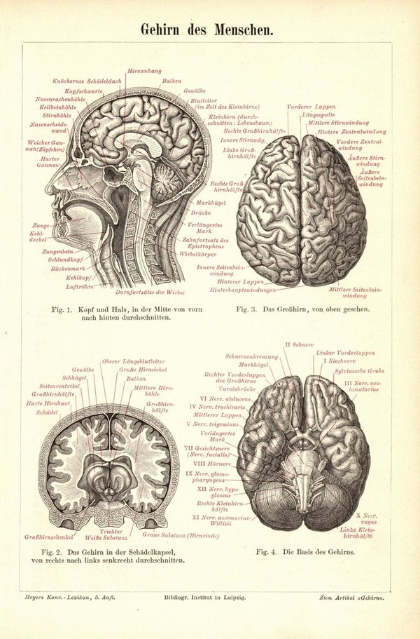 Gehirn des Menschen. Buchillustration (Stich) von 1895