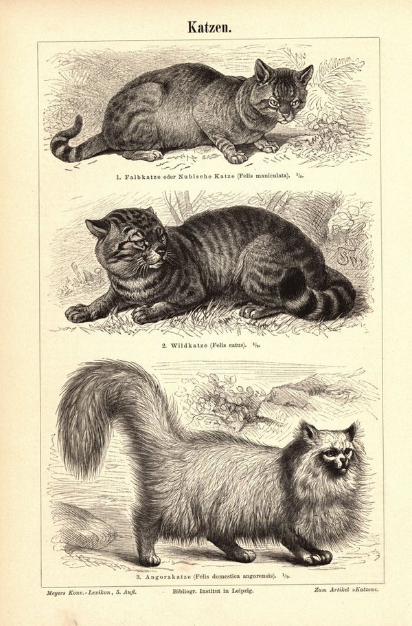 Katzen. Buchillustration (Stich) von 1896