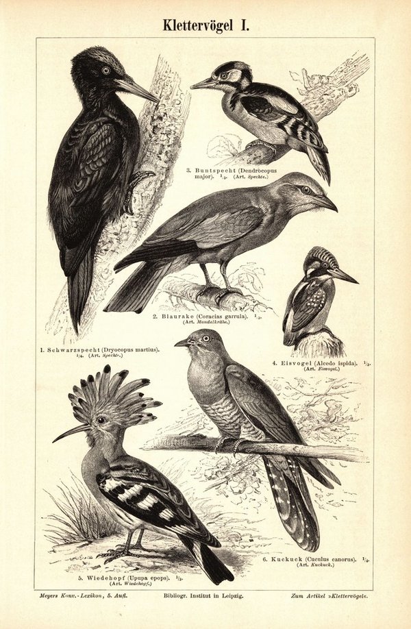 Klettervögel. Buchillustration (Stich) von 1896