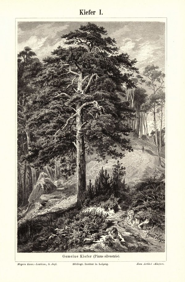 Kiefer. Buchillustration (Stich) von 1896