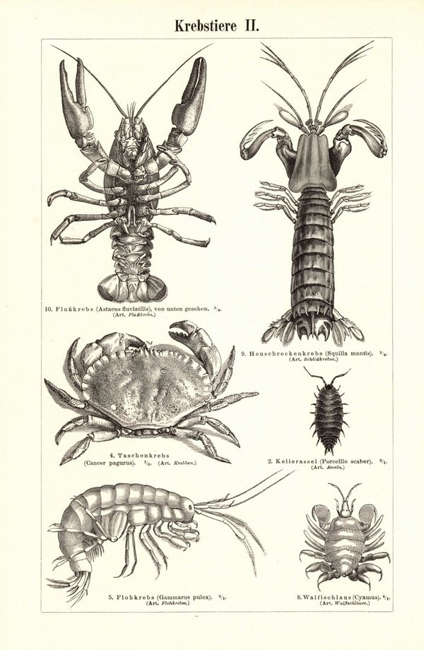 Krebstiere. Buchillustration (Stich) von 1896