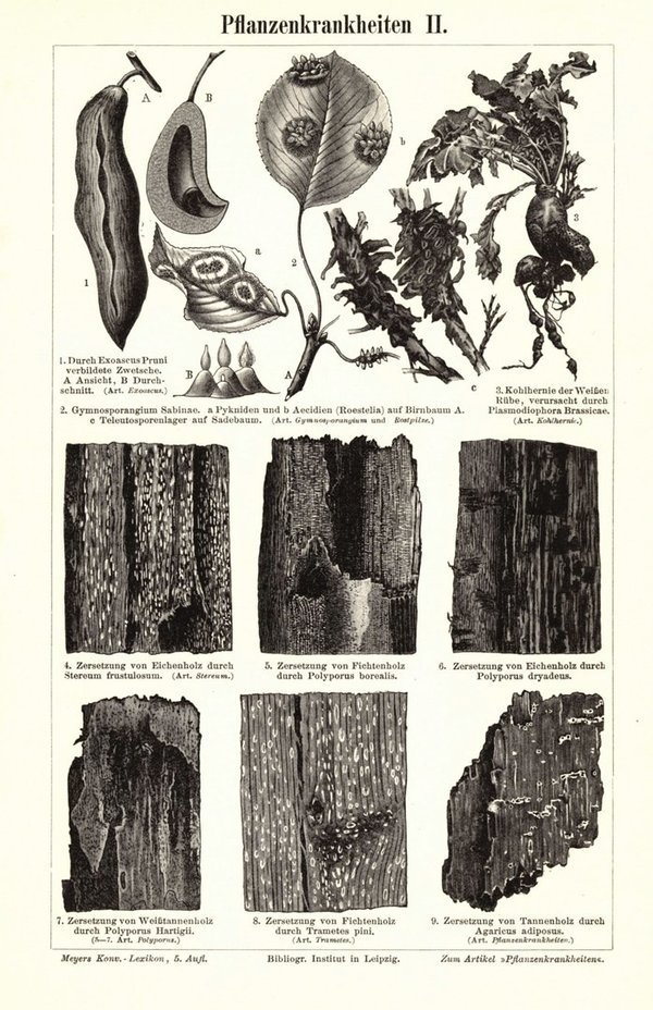 Pflanzenkrankheiten. Buchillustration (Stich) von 1897