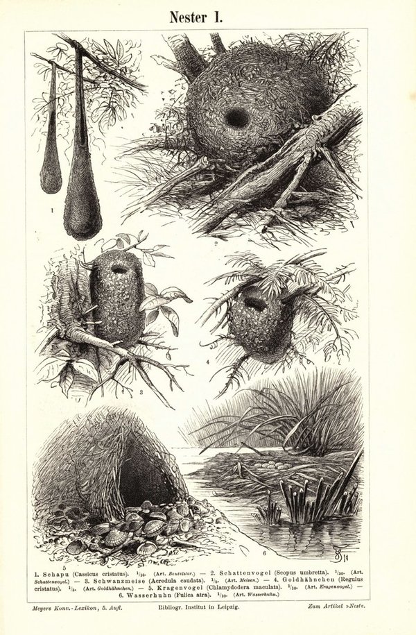 Vogel- Nester. Buchillustration (Stich) von 1897