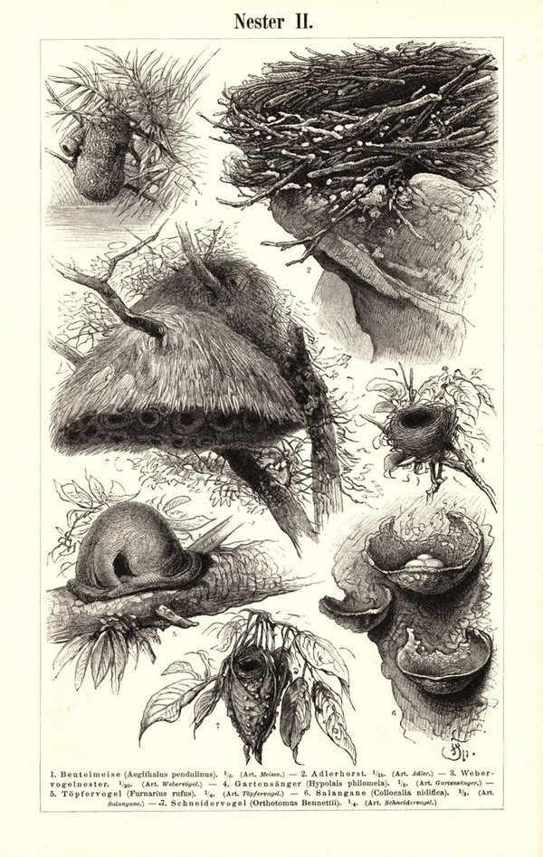 Vogel- Nester. Buchillustration (Stich) von 1897