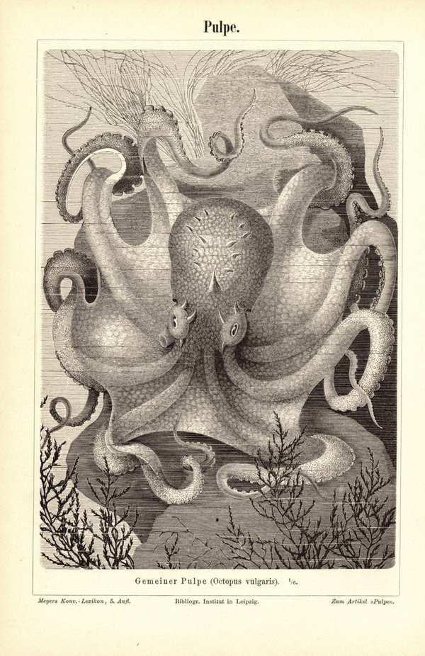 Pulpe, Tintenfisch. Buchillustration (Stich) von 1897