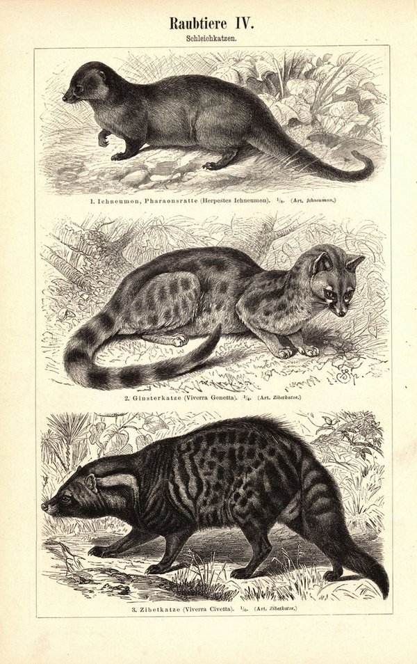 Raubtiere, Hunde und Schleichkatzen. Buchillustration (Stich) von 1897