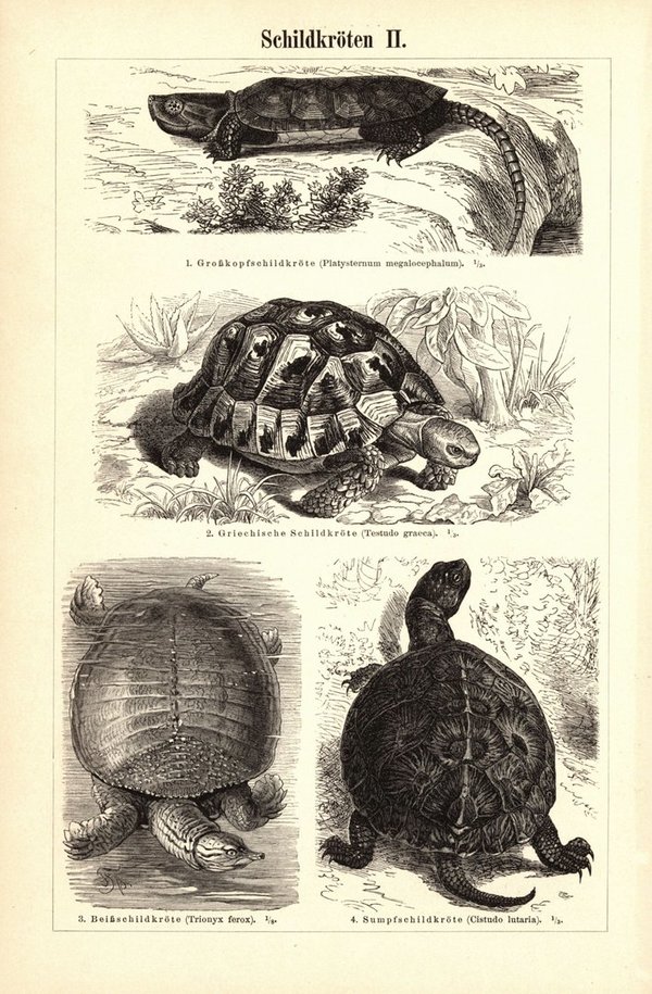 Schildkröten. Buchillustration (Stich) von 1897