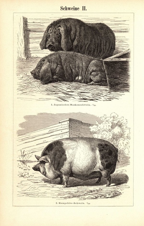 Schweine . Buchillustration (Stich) von 1897