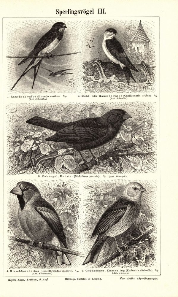 Sperlingsvögel III-IV. Buchillustration (Stich) von 1897