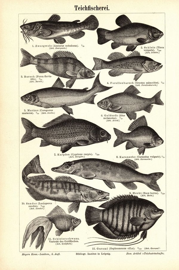 Teichfischerei. Buchillustration (Stich) von 1897