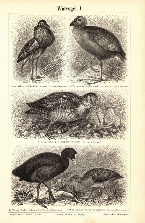 Watvögel I-II. Buchillustration (Stich) von 1897