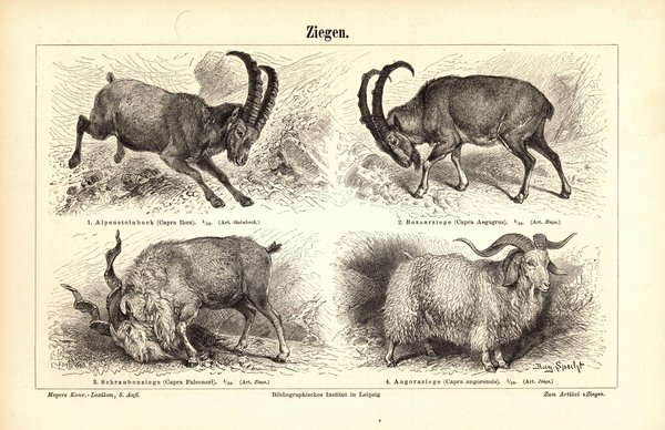 Ziegen. Buchillustration (Stich) von 1897