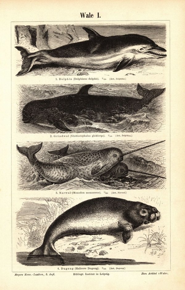 Wale. Buchillustration (Stich) von 1897