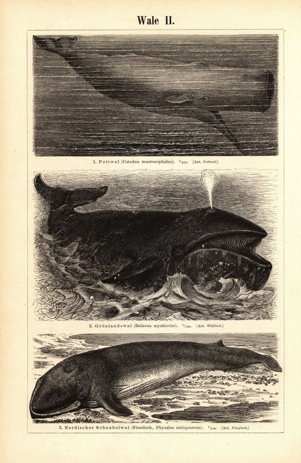 Wale. Buchillustration (Stich) von 1897