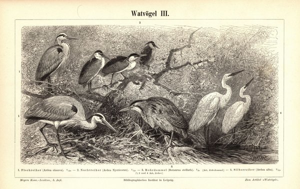 Watvögel III-IV. Buchillustration (Stich) von 1897