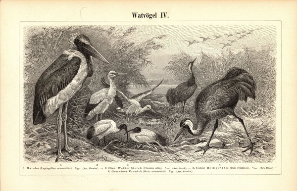 Watvögel III-IV. Buchillustration (Stich) von 1897