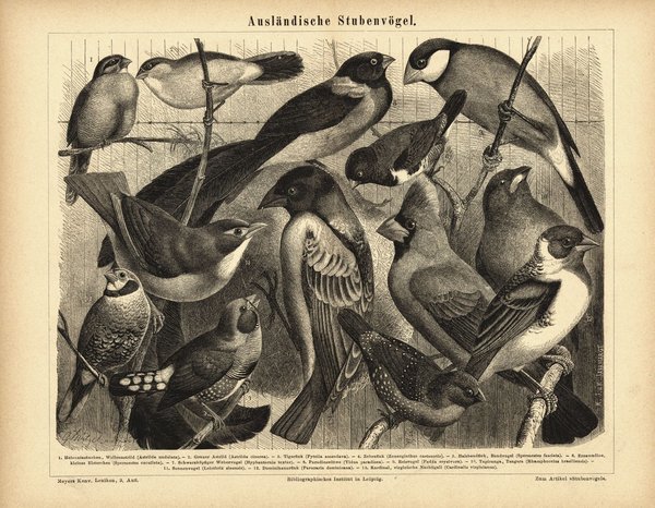 Ausländische Stubenvögel. Buchillustration (Stich) von 1874