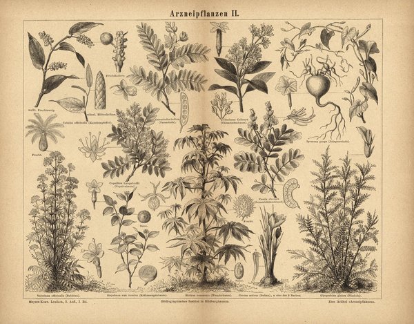 Arzneipflanzen II. Buchillustration (Stich) von 1874