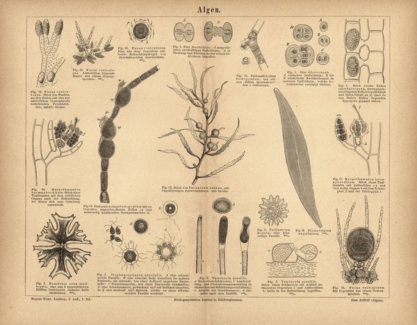 Algen. Buchillustration (Stich) von 1874