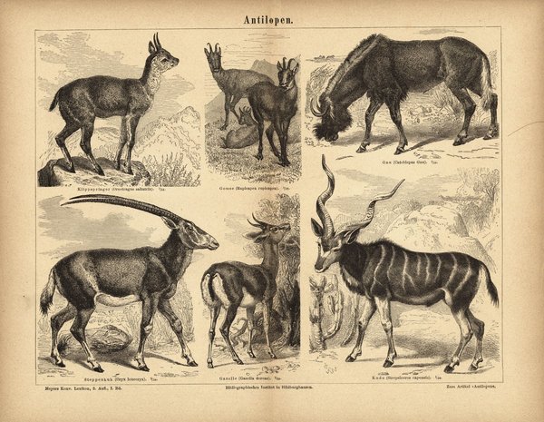 Antilopen. Buchillustration (Stich) von 1874