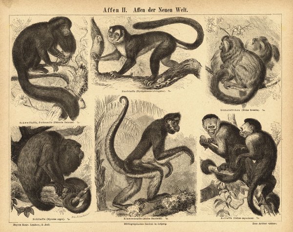 Affen der Neuen Welt. Buchillustration (Stich) von 1874