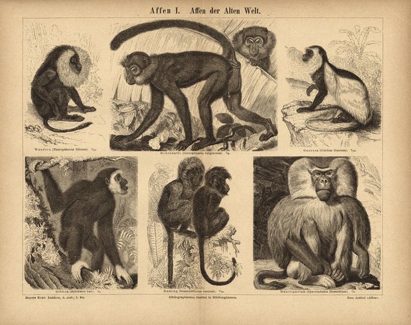 Affen der Alten Welt. Buchillustration (Stich) von 1874