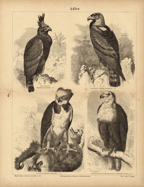 Adler. Buchillustration (Stich) von 1874