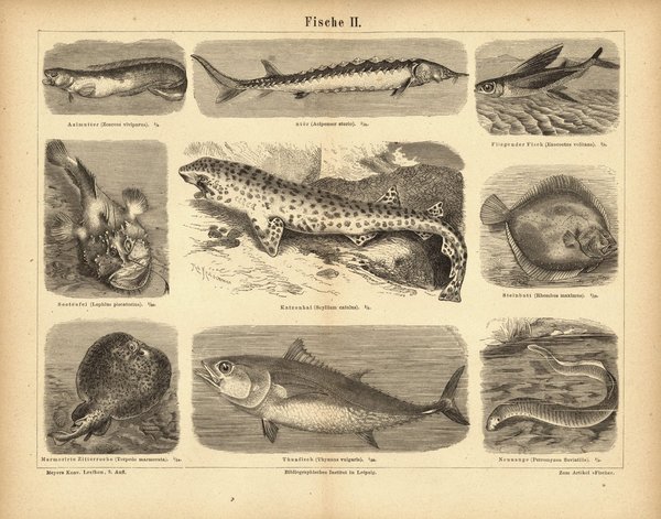 Fische II. Buchillustration (Stich) von 1875