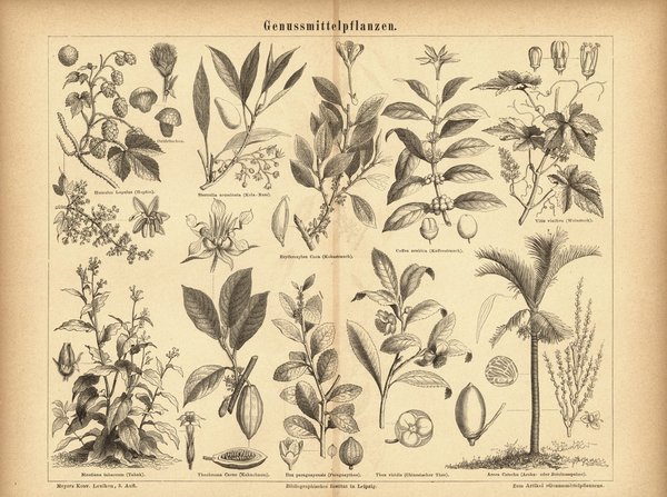 Genussmittelpflanzen. Buchillustration (Stich) von 1876