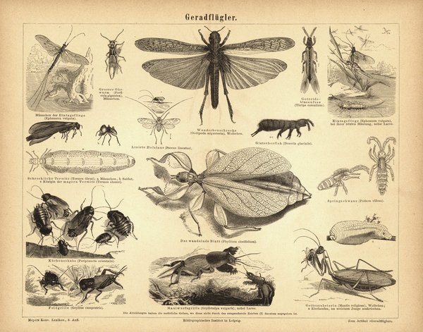 Geradflügler, Insekten. Buchillustration (Stich) von 1876