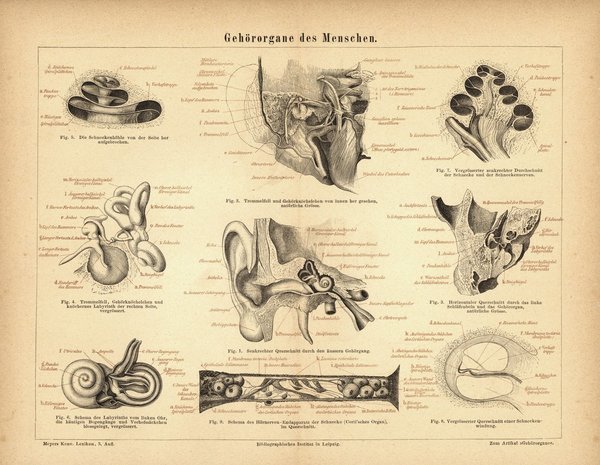 Gehörorgane des Menschen. Buchillustration (Stich) von 1876