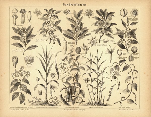 Gewürzpflanzen. Buchillustration (Stich) von 1876
