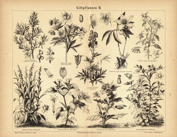 Giftpflanzen II. Buchillustration (Stich) von 1876
