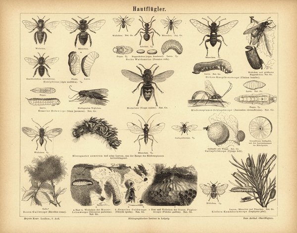 Hautflügler, Insekten. Buchillustration (Stich) von 1876