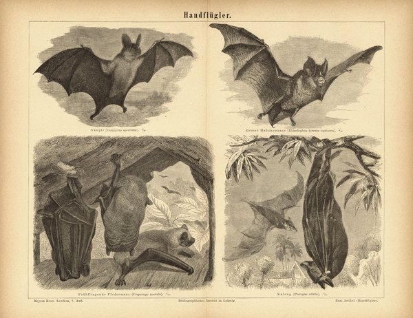 Handflügler, Fledermäuse. Buchillustration (Stich) von 1876