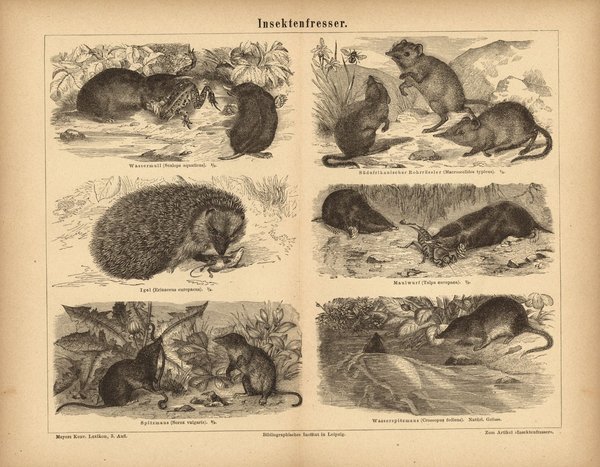 Insektenfresser, Igel u.a.. Buchillustration (Stich) von 1876