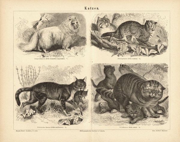 Katzen. Buchillustration (Stich) von 1876