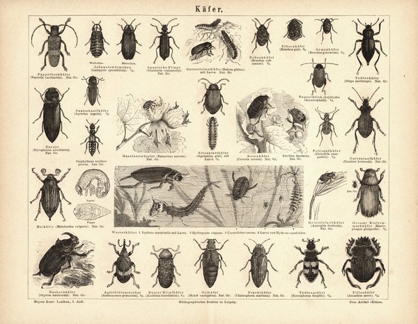 Käfer. Buchillustration (Stich) von 1876