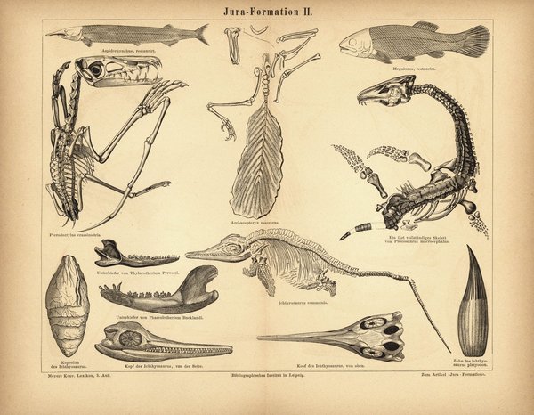 Jura-Formation. Buchillustration (Stich) von 1876