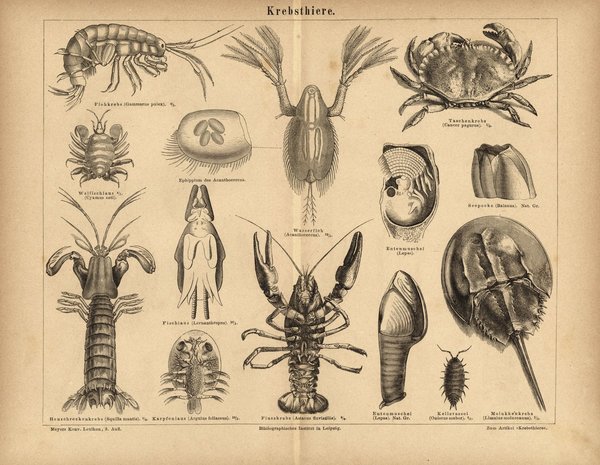 Krebstiere. Buchillustration (Stich) von 1877