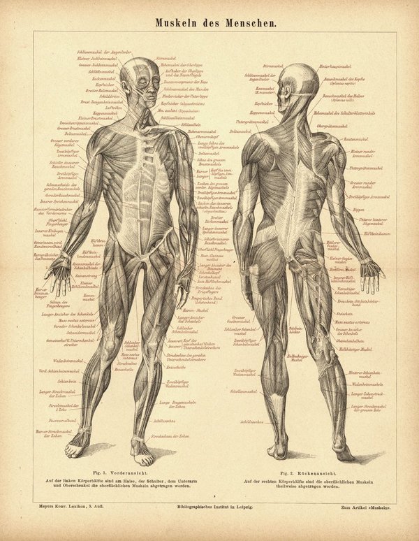 Muskeln des Menschen. Buchillustration (Stich) von 1877